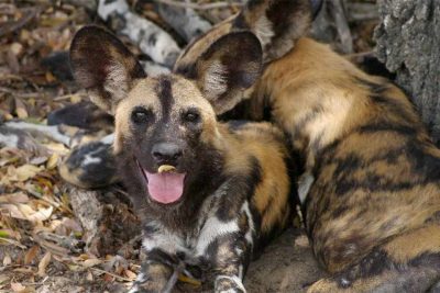 Zimbabwe & Botswana für Entdecker - sunway_zimbabwe_wilddog_thomas_josef