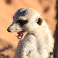 Kleingruppensafari durch 3 Länder