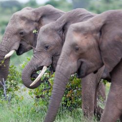 Amboseli Elefanten
