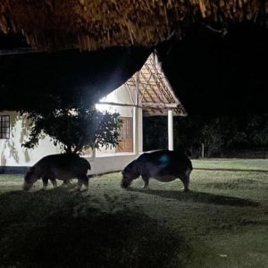 Hippos in der Nacht, Marula Lodge