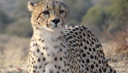 Cheetah auf der Abenteuer Pioneer Safari