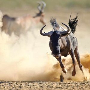 Amboseli Ol Tukai Lodge