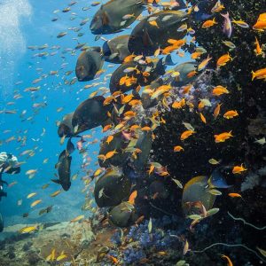 Azura Marlin Beach: Korallenriff