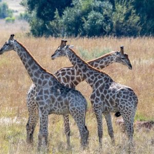 Black Rhino Game Lodge, Tiere auf der Pirschfahrt