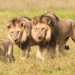 Black Rhino Game Lodge, Löwen auf der Pirsch