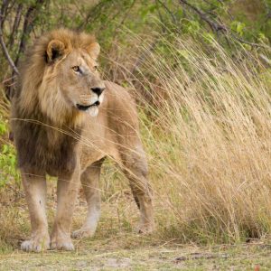 Familiensafari mit Desert & Delta Safari, Camp Moremi