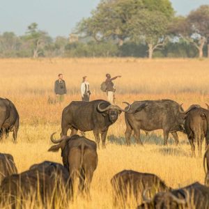 Camp Okavango