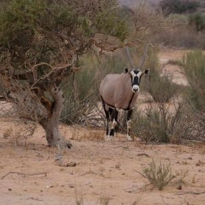 Canyon Lodge Pirschfarhrt