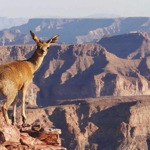 Canyon Lodge Tierwelt