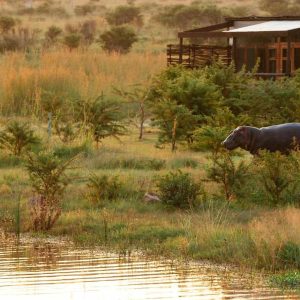 Cheetah Ridge Game Lodge Wildtiere