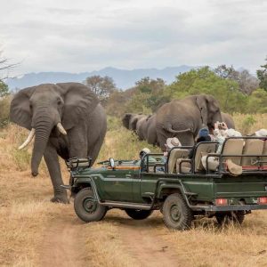 Chisomo Safari Camp auf Pirsch