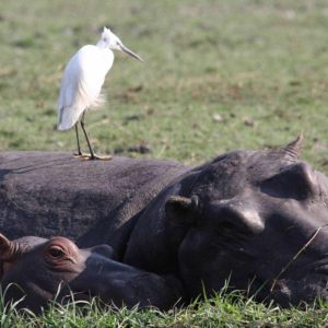 Chobe Elephant Camp