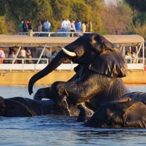 Chobe, Elefanten im Wasser