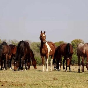 Chundukwa River Lodge