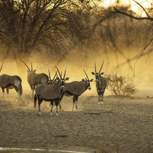 Deception Valley Lodge, typische Tiere