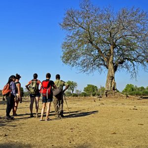 Walking Safari vom Wildlife Camp
