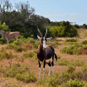 De Hoop National Park