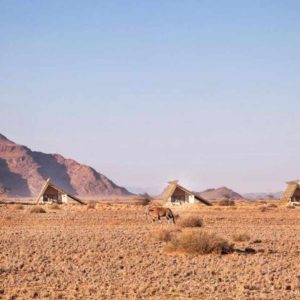 Desert Quiver Camp