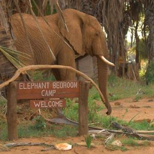 Elephant Bedroom Camp