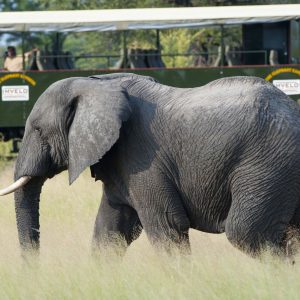 Elephant Express