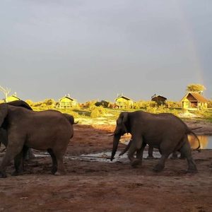 Elephant Sands Lodge