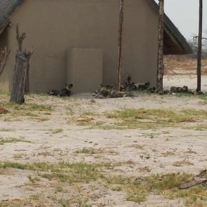 Elephant Sands Lodge