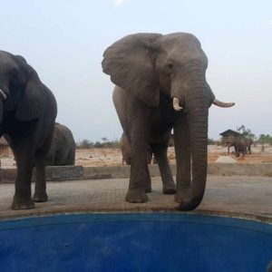 Elephant Sands Lodge