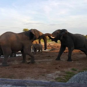 Elephant Sands Lodge