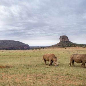 Entabeni Wildside Camp auf Pirschfahrt