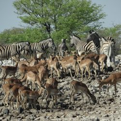 Etosha NP[24.04.23]}_3
