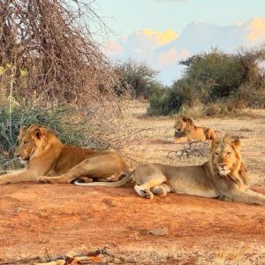 Ewaso Camp Löwen