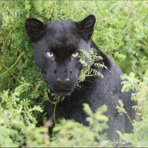 Ewaso Camp, Sichtung vom schwarzen Leoparden