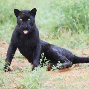 Ewaso Camp, schwarze Leopardin