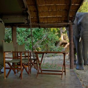 Safari im South Luangwa & Luambe N. P., Elefant im Flatdogs Camp