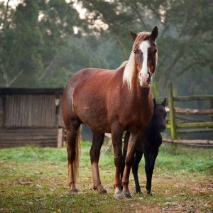 Foresters Arms Hotel Reiten