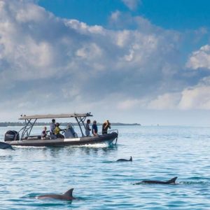 Fundu Lagoon, Delfinfahrt