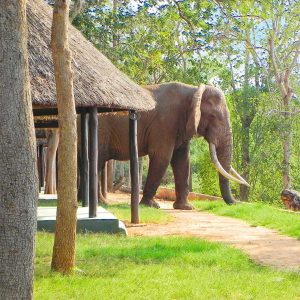 Galana Crocodile Camp