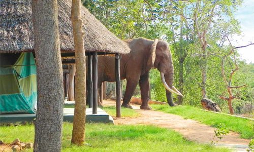 Galana Crocodile Camp