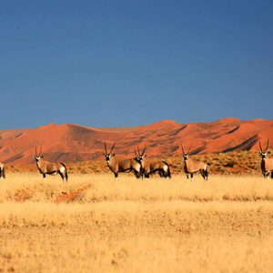 Gondwana Collection Desert Horse Inn