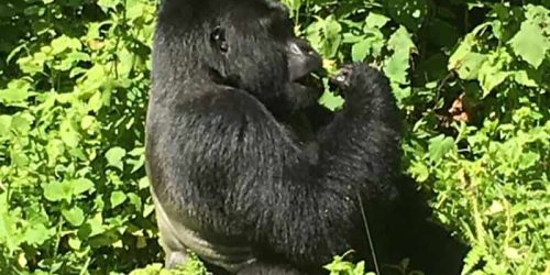 Gorilla, Uganda