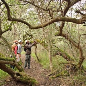 Grootbos Forest Lodge, romantischer Milkwood