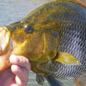 Guma Lagoon Camp Fischen