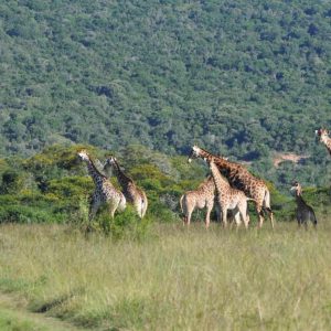 Hopewell Private Game Reserve Tiere