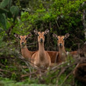 Intle Boutique Hotel