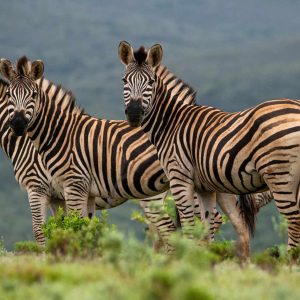 Intle Boutique Hotel