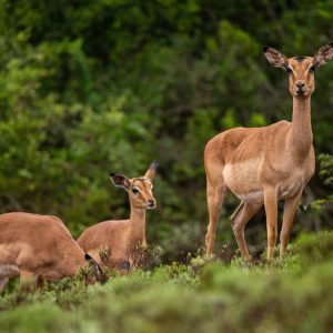 Intle Boutique Hotel