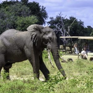John's Camp auf Pirschfahrt