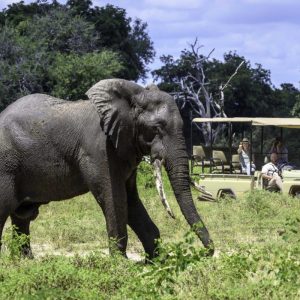 John's Camp auf Pirschfahrt