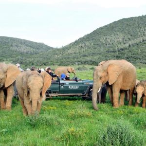 Kariega Game Reserve, Ukhozi Lodge Pirschfahrt