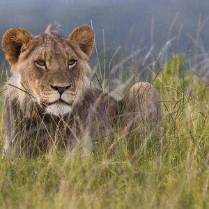 Safari ins östliche Kap, Kariega Game Reserve